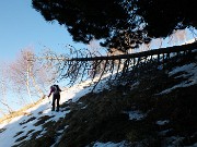 19 Costretti fuori sentiero per accumuli di neve nella pineta 